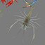 3D model shrimp animal crustacean