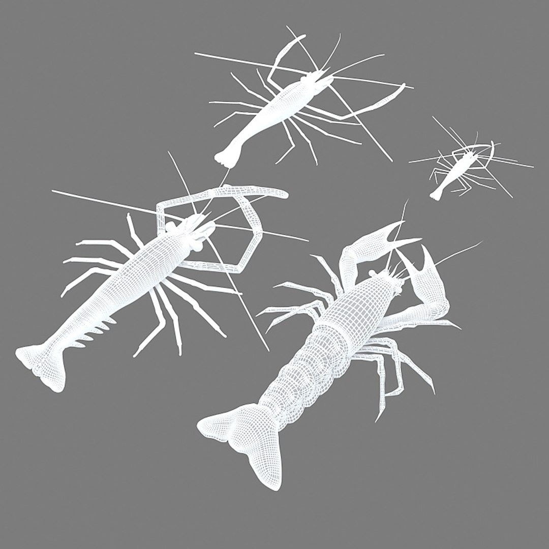 3D model shrimp animal crustacean - TurboSquid 1495644