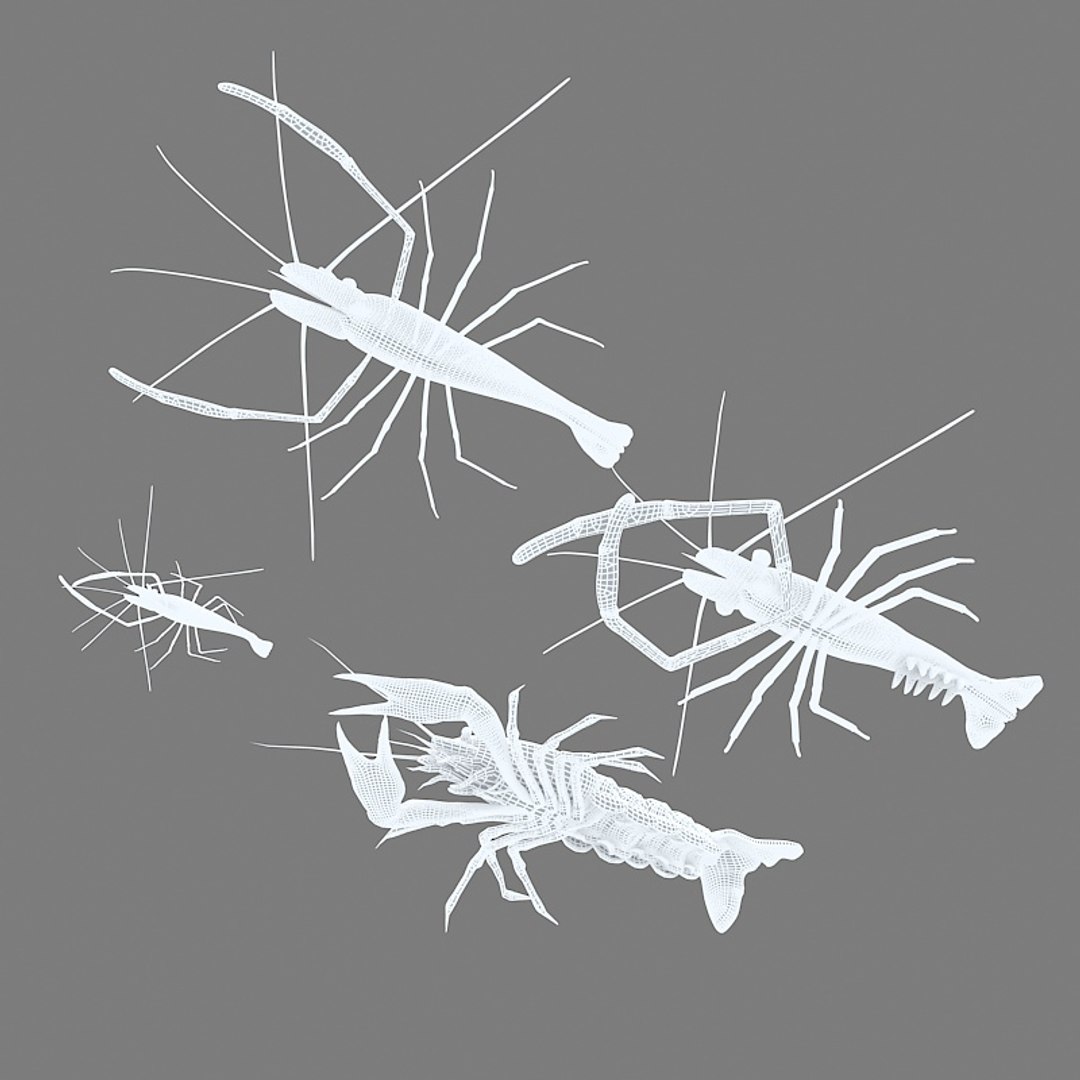 3D model shrimp animal crustacean - TurboSquid 1495644