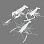 3D model shrimp animal crustacean