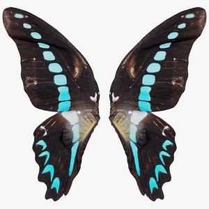 Papilio Nireus African Blue Swallowtail Remastered