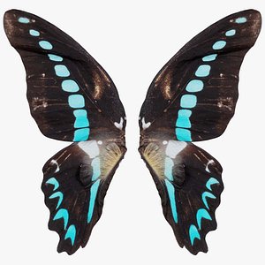 Papilio Nireus African Blue Swallowtail Remastered