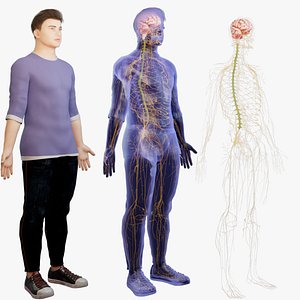 Human nervous system cerebrum and cerebellum Brain 3D model