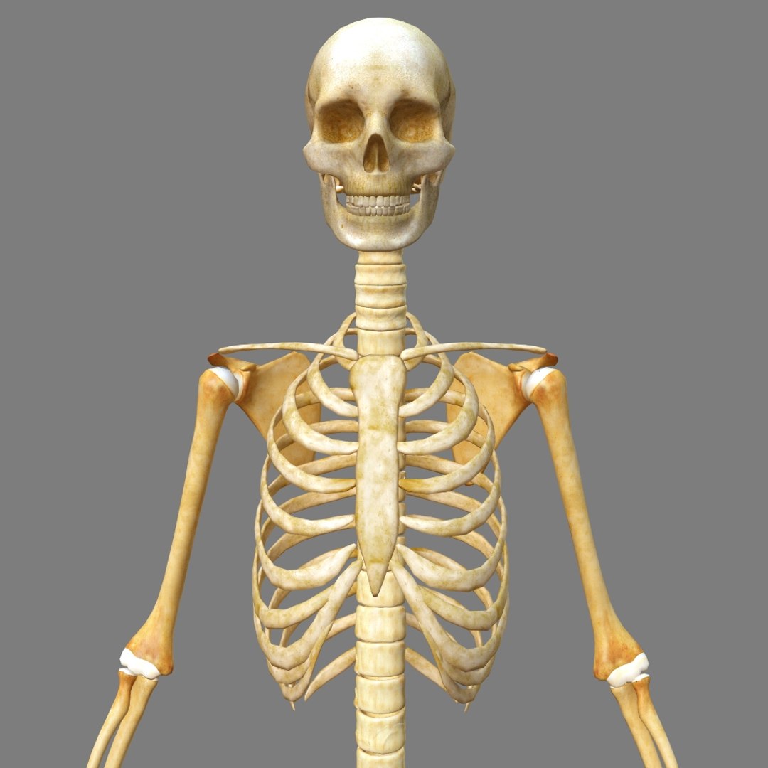 Maya Human Skeleton