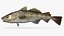 cod fish 3D model
