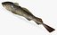 cod fish 3D model