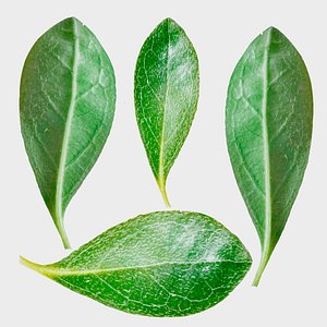 Leafs of Rhododendron indicum Bonsai Tree 3D model Low-poly 3D model 3D model
