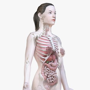 female body skeleton organs 3D model