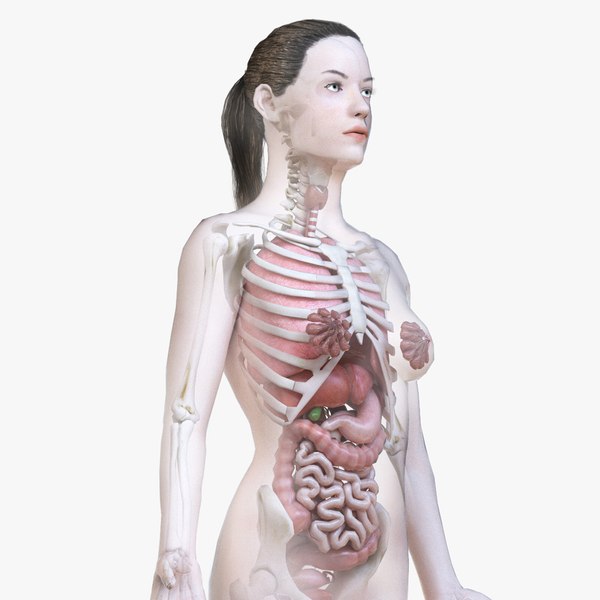 Modello 3D Corpo femminile, scheletro e organi (Low Poly) - TurboSquid  1524741