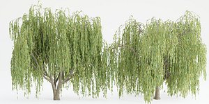 3D collection willow trees vol12-Blender