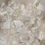 Cellules souches de la collection River Stones