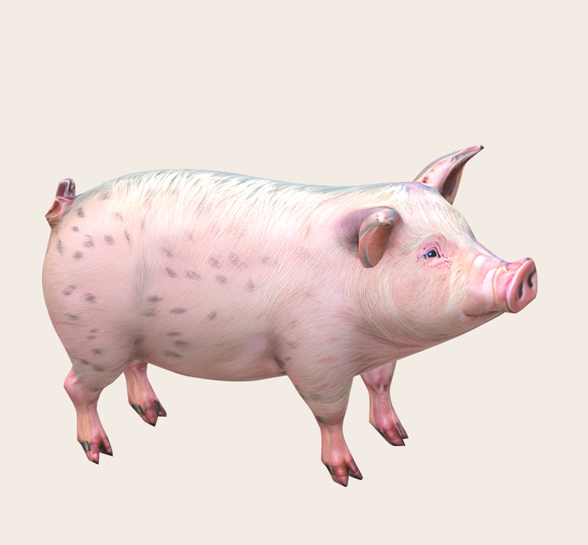 Pig 3D Model - TurboSquid 2219924