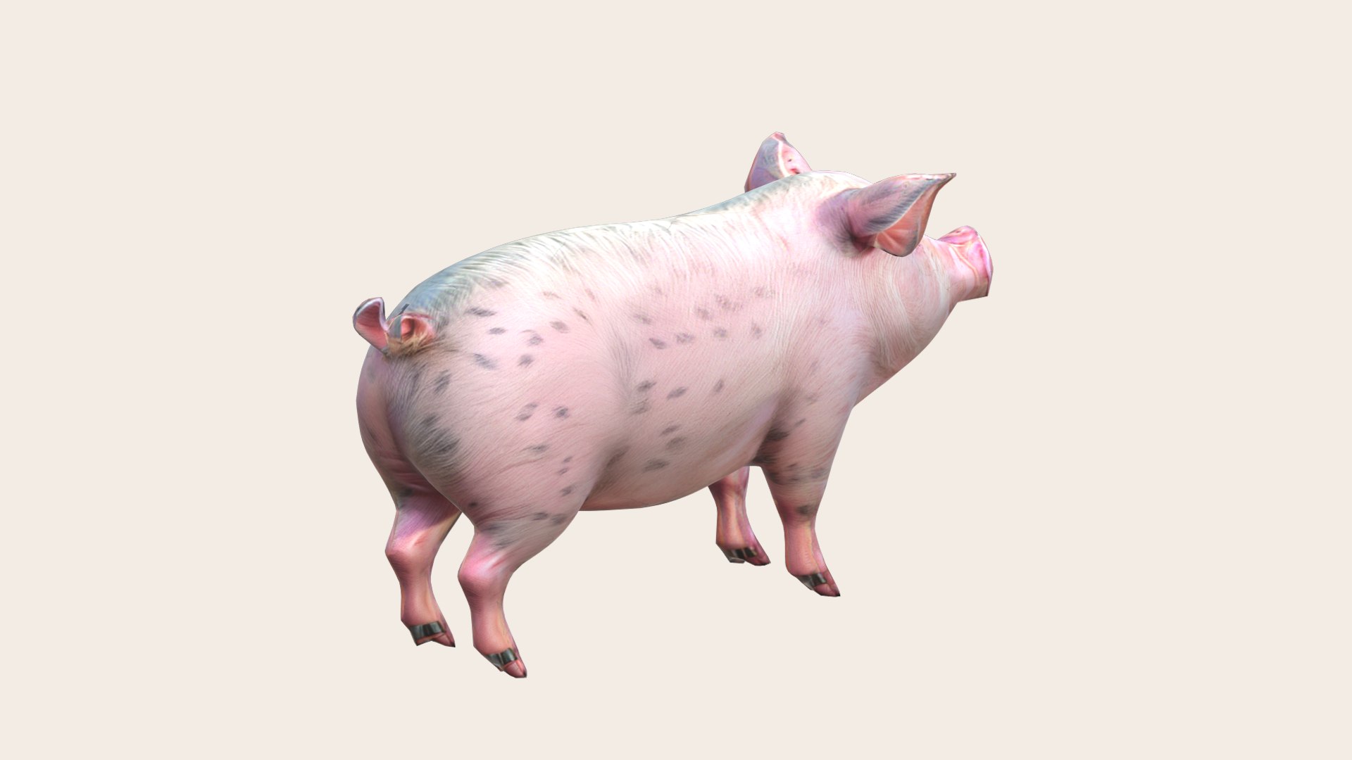 Pig 3D Model - TurboSquid 2219924