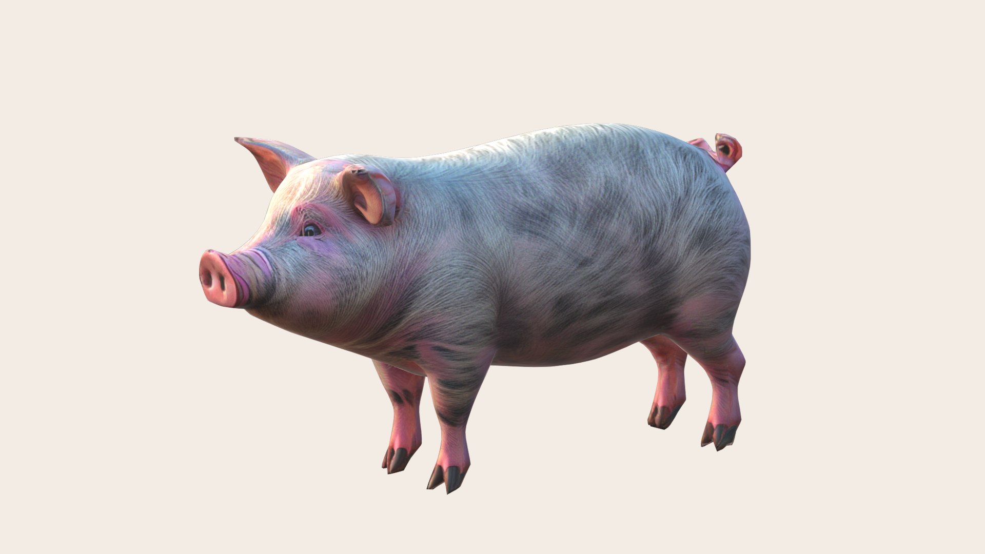 Pig 3D Model - TurboSquid 2219924