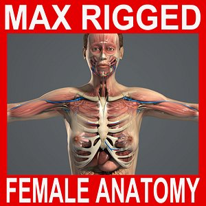 3DS MAX RIGGED Female Anatomy Pack Complete (Textured)
