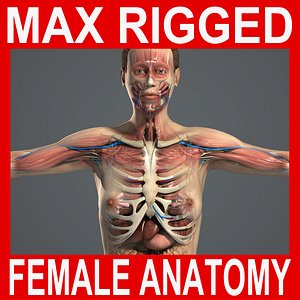 3DS MAX RIGGED Female Anatomy Pack Complete (Textured)