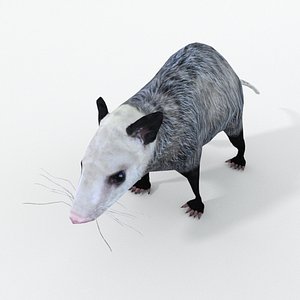 Opossum