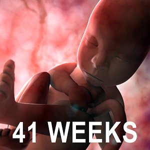3d model 41 weeks fetus