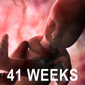 Human Fetus 41 Weeks