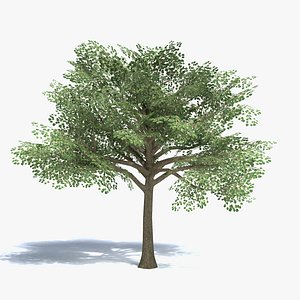medium size tree 3d 3ds