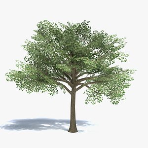 Low Poly Medium Size Tree
