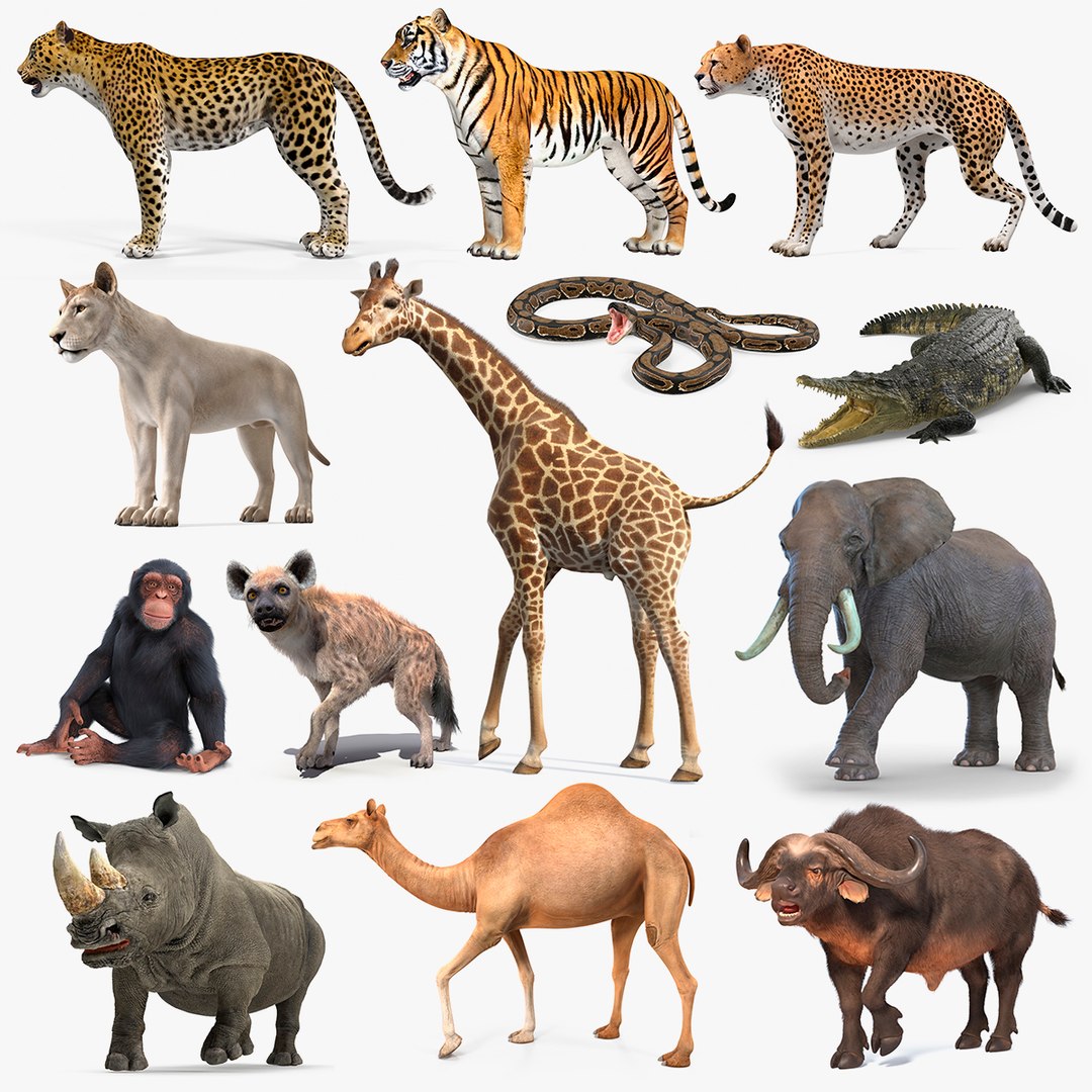 Rigged African Animals Collection 10 3D model preview