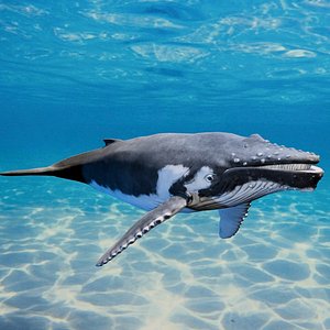 3D Realistic Humpback Whale