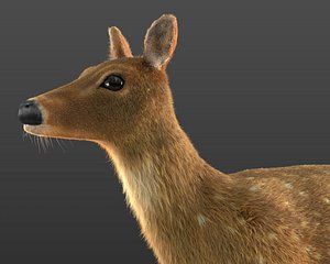 Chital Deer Hair Fur Rigged