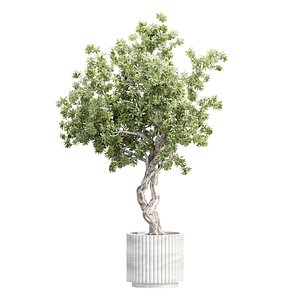 Indoor Pot Plant 537 3D Plant Model 3D model