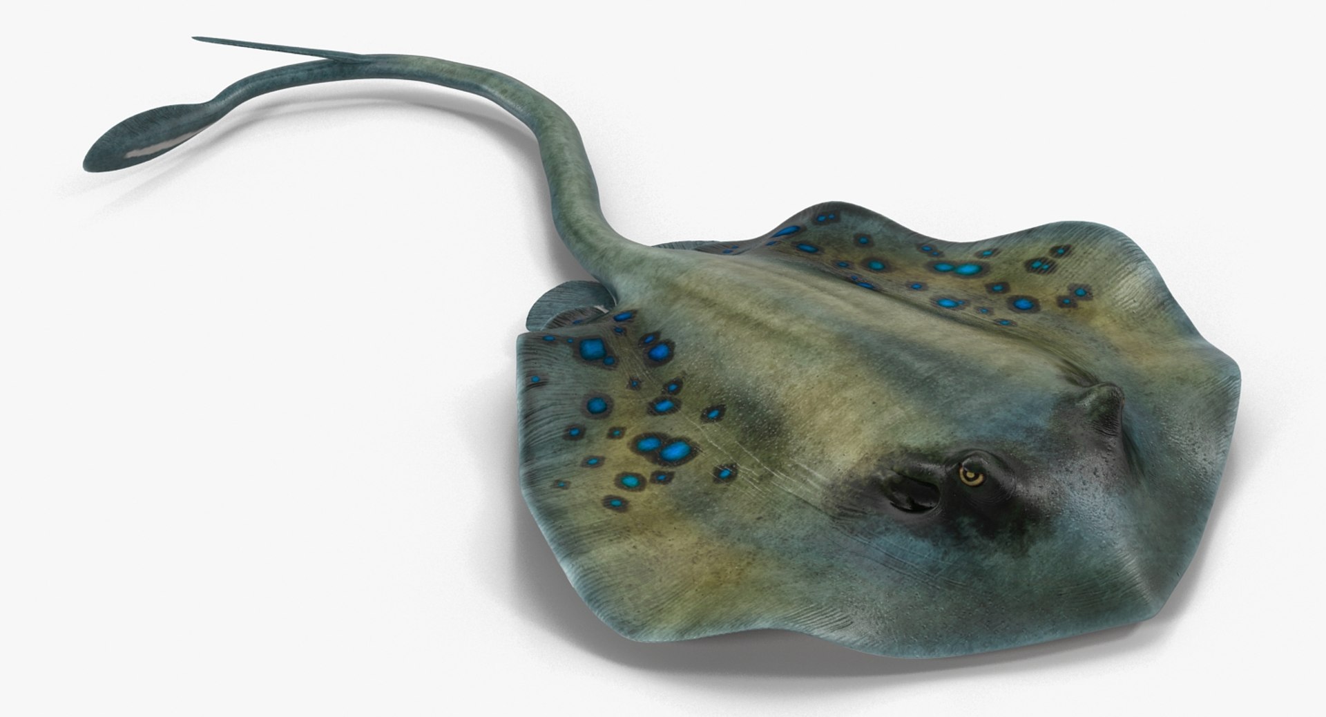 3D rigged fishes 5 https://p.turbosquid.com/ts-thumb/qr/PEb2jI/65fJJCfW/riggedfishescollection5c4dmodel110/jpg/1595419267/1920x1080/fit_q87/ca6ab86edef96d30e85ff8c65df468e71b382fc7/riggedfishescollection5c4dmodel110.jpg