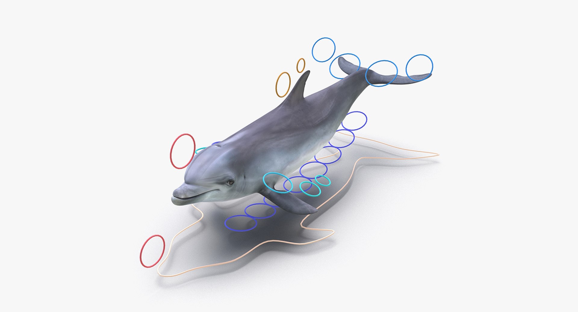 3D rigged fishes 5 https://p.turbosquid.com/ts-thumb/qr/PEb2jI/C2iKSTwg/riggedfishescollection5c4dmodel135/jpg/1595419327/1920x1080/fit_q87/af3b191a05194fe5bb1fb1d684e06399c105a83d/riggedfishescollection5c4dmodel135.jpg
