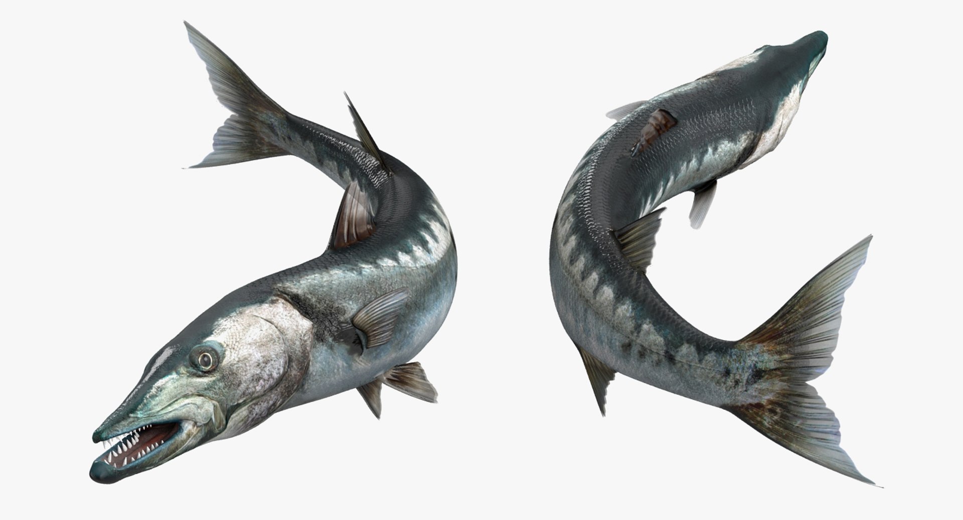 3D rigged fishes 5 https://p.turbosquid.com/ts-thumb/qr/PEb2jI/gck3ioCC/riggedfishescollection5c4dmodel056/jpg/1595419136/1920x1080/fit_q87/776a8045a9cfa5c51b7702938ea8cb0f59d3c1b4/riggedfishescollection5c4dmodel056.jpg