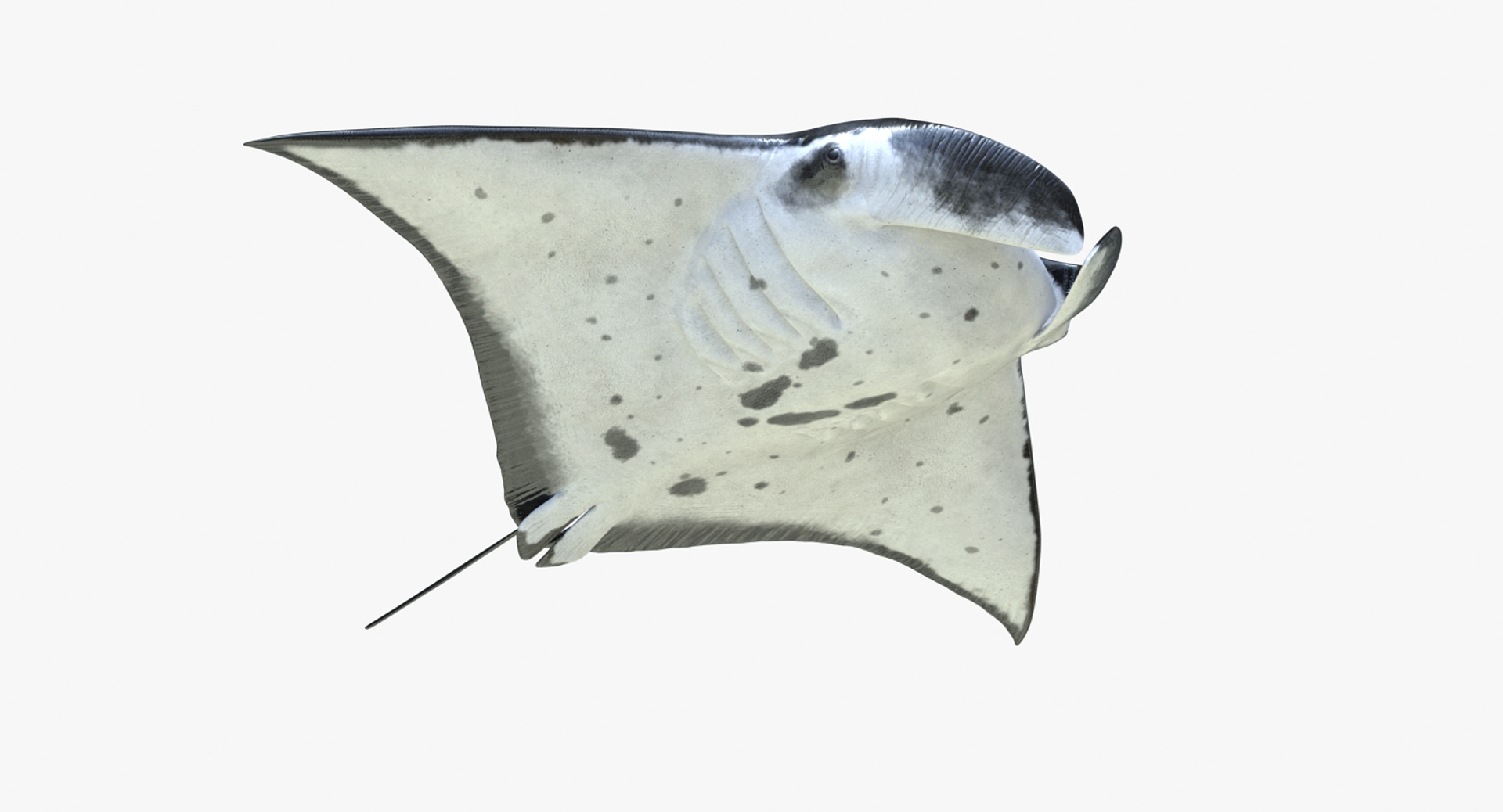 3D rigged fishes 5 https://p.turbosquid.com/ts-thumb/qr/PEb2jI/hoVCjr7A/manta_ray_rigged_360/jpg/1595414608/1920x1080/turn_fit_q99/b6a62cf2d01ca67bcf52f9a8f3c3ccbd1648859b/manta_ray_rigged_360-1.jpg