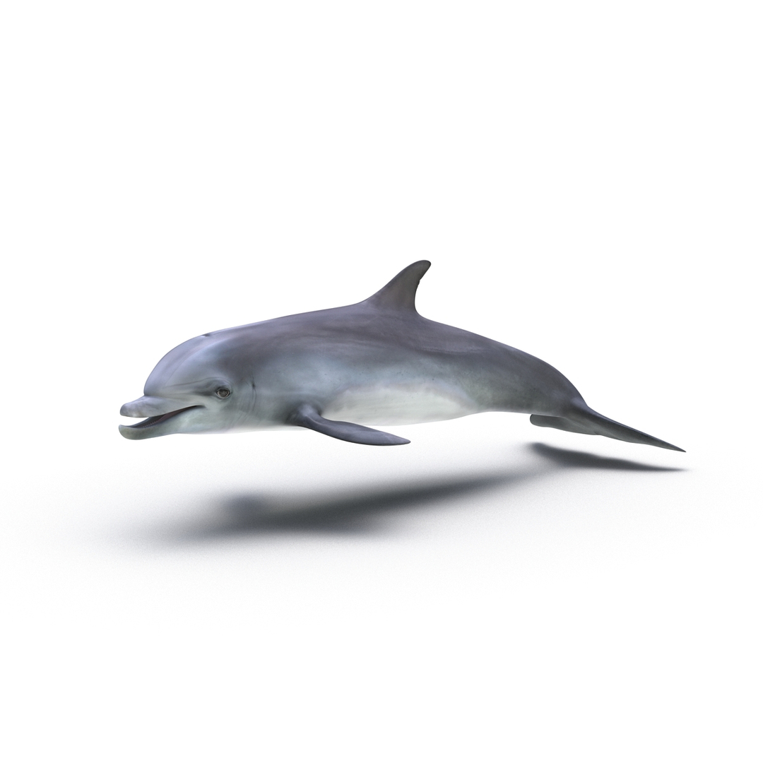 3D rigged fishes 5 https://p.turbosquid.com/ts-thumb/qr/PEb2jI/p7wr3OU0/dolphin_rigged_360/jpg/1595416532/1920x1080/turn_fit_q99/58577c3da3aebf7881dd9a372cc06a2d83d08bc6/dolphin_rigged_360-1.jpg