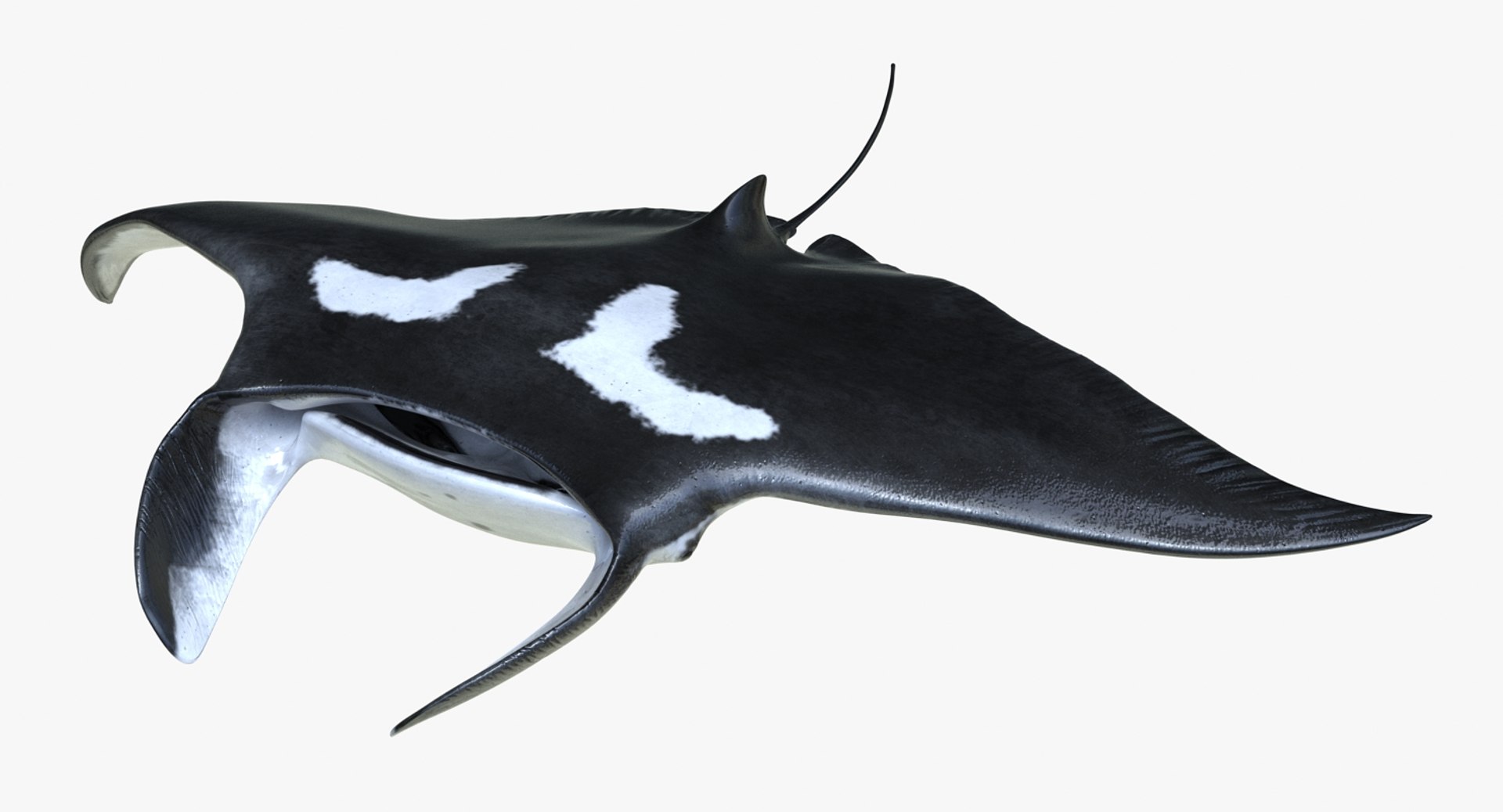 3D rigged fishes 5 https://p.turbosquid.com/ts-thumb/qr/PEb2jI/rvUj1Nud/riggedfishescollection5c4dmodel067/jpg/1595419163/1920x1080/fit_q87/d7a3a3bc465d301230e98c2fe952931c1f9e27c7/riggedfishescollection5c4dmodel067.jpg