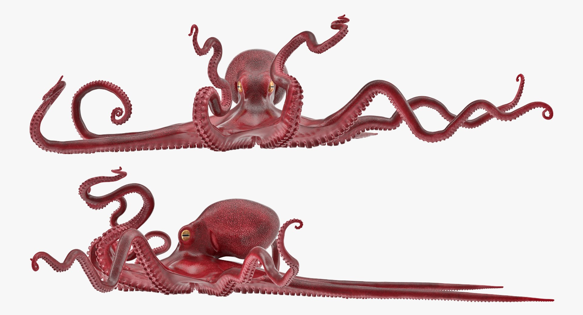 3D rigged fishes 5 https://p.turbosquid.com/ts-thumb/qr/PEb2jI/sWnCjgc5/riggedfishescollection5c4dmodel026/jpg/1595419066/1920x1080/fit_q87/cc0cc81125d2f01005beb310e1162da0a834e6c4/riggedfishescollection5c4dmodel026.jpg