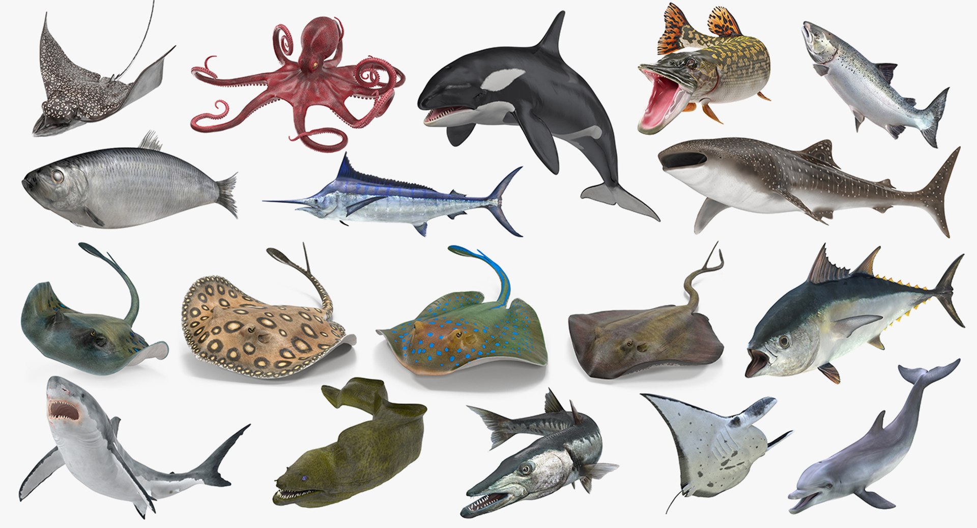 Rigged Fishes Collection 5 for Maya 3D model preview