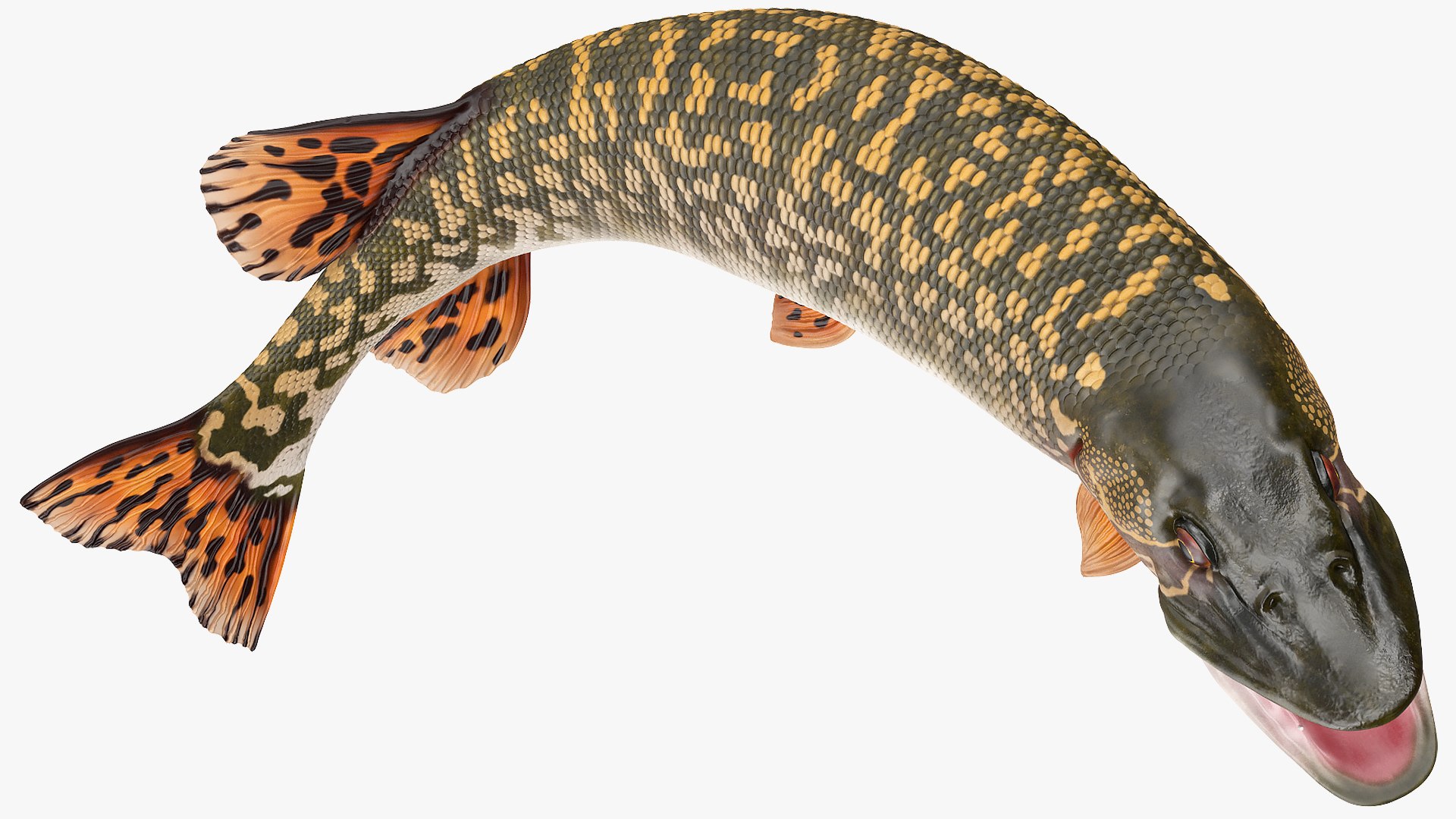 3D rigged fishes 5 https://p.turbosquid.com/ts-thumb/qr/PEb2jI/zHu15YgU/riggedfishescollection5c4dmodel013/jpg/1595419036/1920x1080/fit_q87/3039c6ae0b7dcd516803e03e6afb8d85a8feb69f/riggedfishescollection5c4dmodel013.jpg
