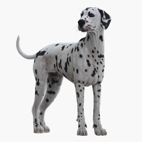 dog dalmatian rigged animation 3D model