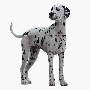 Dalmatian Rigged