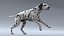 dog dalmatian rigged animation 3D model