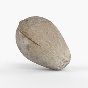 3D Photorealistic 3D scan of avocado pit