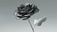 Hyperreal Rose Flower Animated