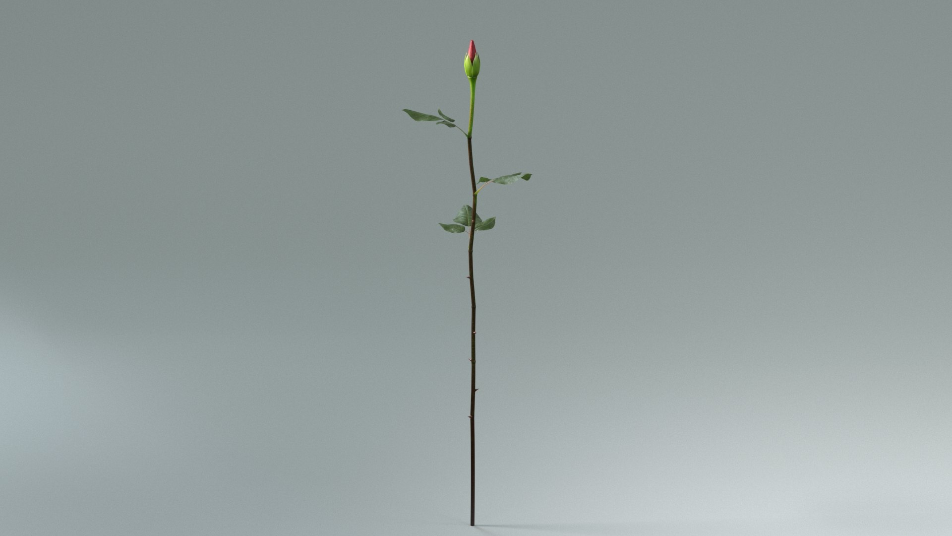 3D model Hyperreal Rose Flower Animated https://p.turbosquid.com/ts-thumb/qr/j35Rm8/0d/rose_animated_full_01/jpg/1772105550/1920x1080/fit_q87/13c5818b4158f725d33d155f2470a38be399c6b7/rose_animated_full_01.jpg