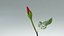 Hyperreal Rose Flower Animated