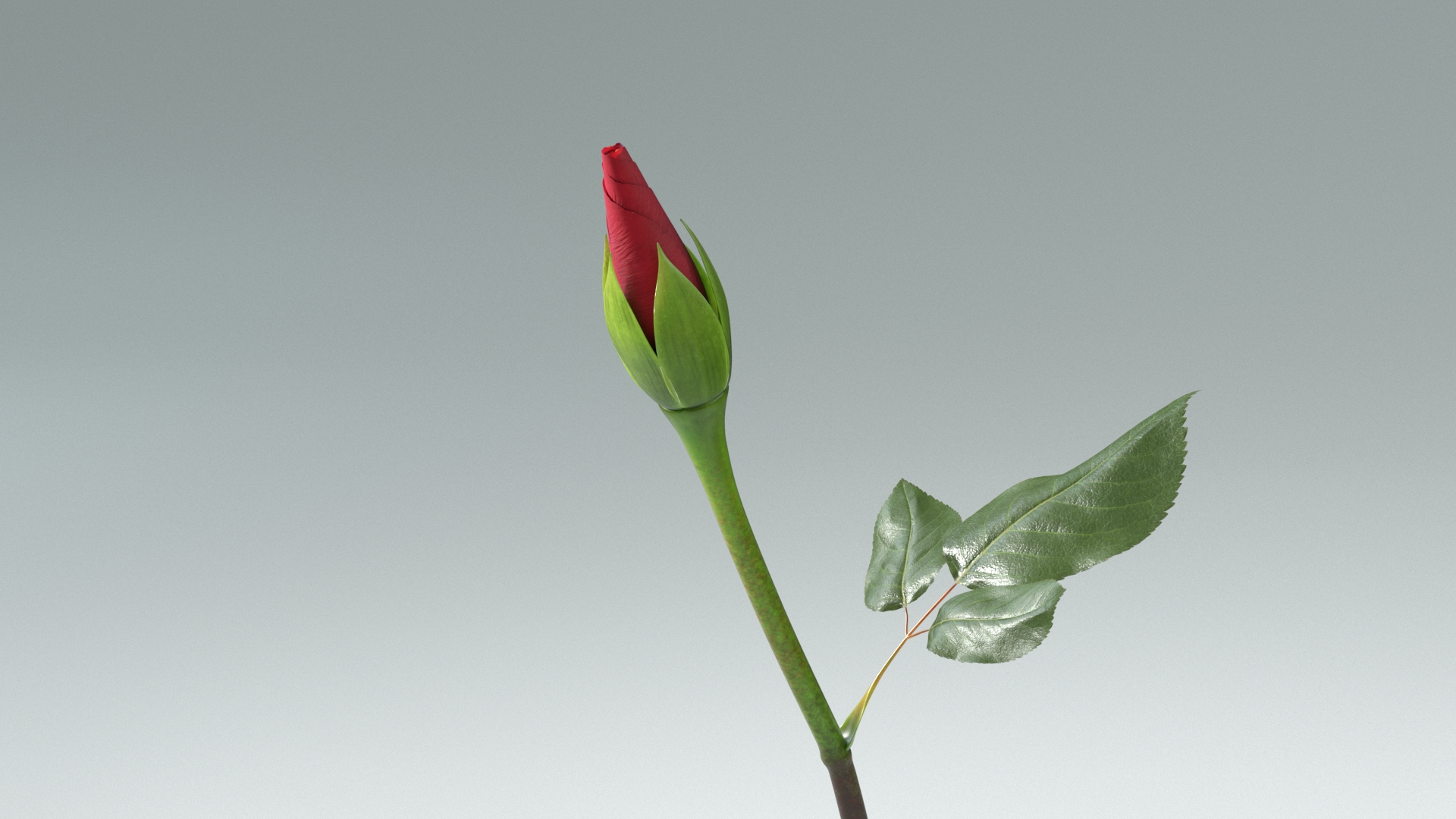 3D model Hyperreal Rose Flower Animated https://p.turbosquid.com/ts-thumb/qr/j35Rm8/4g/roseanimtba/jpg/1772105951/1920x1080/turn_fit_q99/dcf0a73e067365c14f8b0bd6f514b0173e08c23e/roseanimtba-1.jpg