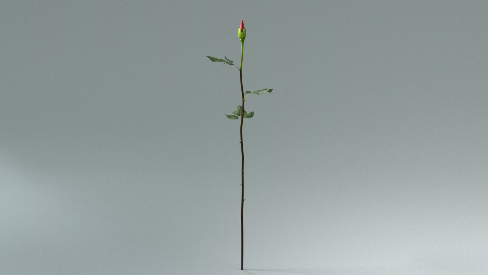 3D model Hyperreal Rose Flower Animated https://p.turbosquid.com/ts-thumb/qr/j35Rm8/5u/roseanimtbc/jpg/1772106079/1920x1080/turn_fit_q99/652ab15030efa1d14fda22ec7c4370837c0e18f1/roseanimtbc-1.jpg