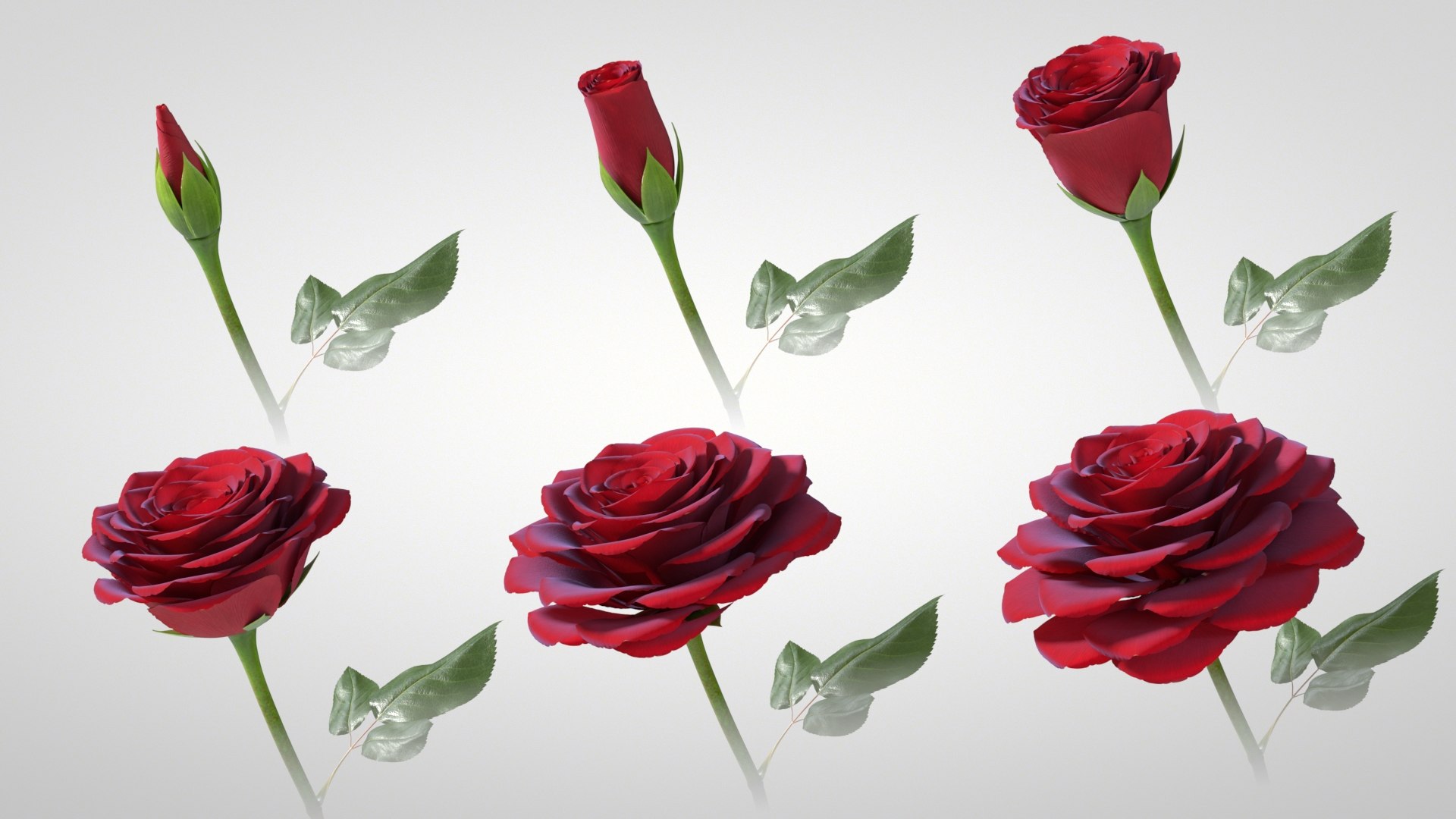 3D model Hyperreal Rose Flower Animated https://p.turbosquid.com/ts-thumb/qr/j35Rm8/A6/rose_animated_main2/jpg/1772105521/1920x1080/fit_q87/5bcb80b75c09ec4f0c4b3bf4105e8777817a9e08/rose_animated_main2.jpg