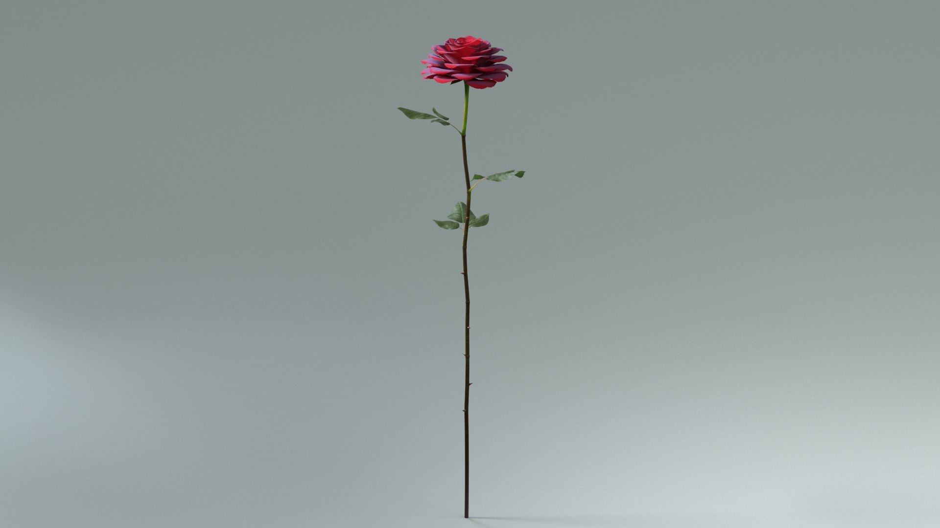 3D model Hyperreal Rose Flower Animated https://p.turbosquid.com/ts-thumb/qr/j35Rm8/DY/rose_animated_full_03/jpg/1772105550/1920x1080/fit_q87/523d6e01f31366bb5f283b687334f5ff37f28a6f/rose_animated_full_03.jpg