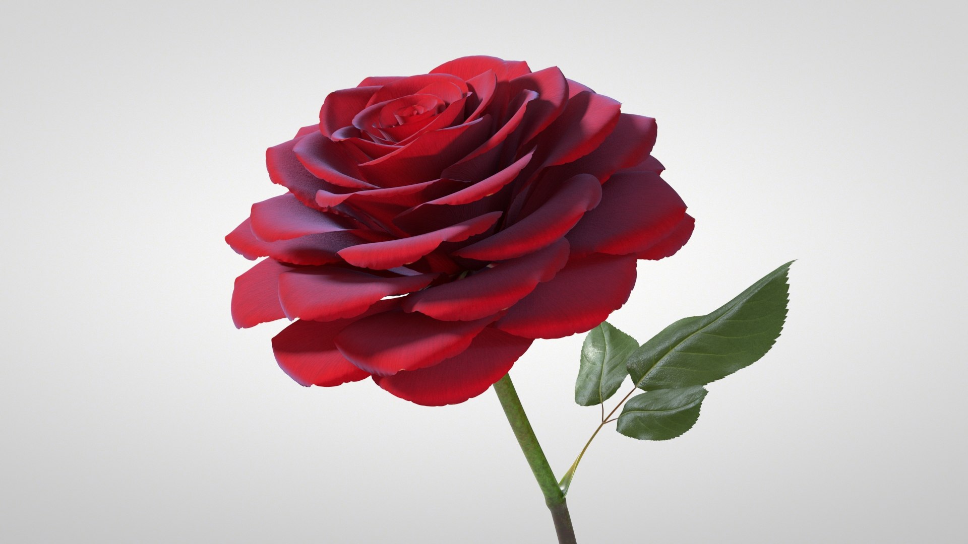 3D model Hyperreal Rose Flower Animated https://p.turbosquid.com/ts-thumb/qr/j35Rm8/LH/rose_animated_06/jpg/1772105546/1920x1080/fit_q87/131432aa6f22458eabcfd72df246bb31db0aa79e/rose_animated_06.jpg